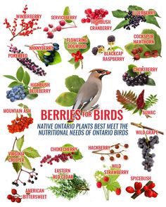 berries for birds native ontario plants meet the nutritional needs of ontario birds