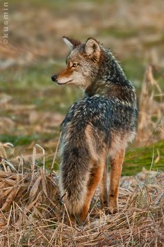 a lone wolf standing in the middle of a field with dry grass and dead leaves