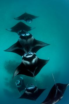 several black and white sting rays swimming in the ocean