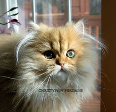 a fluffy cat with blue eyes looking at the camera while standing in front of a window