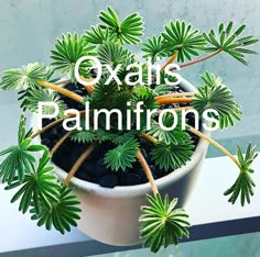 a potted plant sitting on top of a table with the words oxais palmiions above it