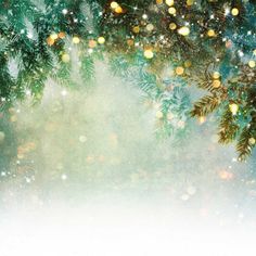 Katebackdrop鎷㈡綖Kate Fantasy Christmas Pine tree branch winter Bokeh Backdrops for Photography Christmas Bokeh, Christmas Backdrops For Photography, Winter Backdrops, Christmas Photography Backdrops, Bokeh Photography, Muslin Backdrops, Seamless Backdrop, Bokeh Lights, Christmas Backdrops