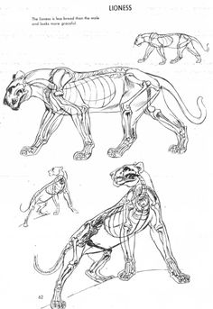 an animal is shown in three different poses, including a lion and a dog's skeleton