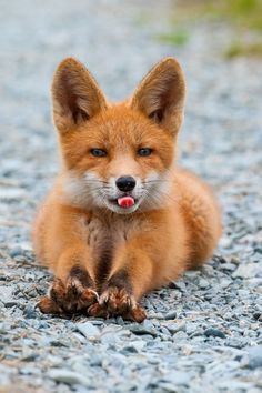 a red fox sitting on top of a gravel covered ground with its tongue hanging out