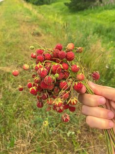 a person holding up a bunch of strawberries in their hand on the side of a dirt road