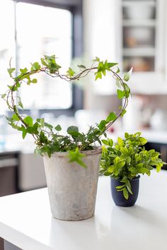 a potted plant sitting on top of a white counter