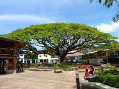 two people sitting on a bench under a large tree