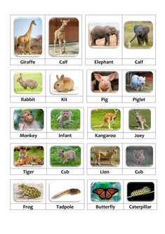 animals and their names are shown in this worksheet