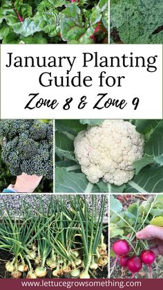 January Planting Guide for zone 8 and zone 9 Zone 8 Plants, January Garden, Zone 9 Gardening, Lettuce Grow, Spring Vegetable Garden, Vegetable Planting Guide, Arizona Gardening, When To Plant Vegetables, Vegetables To Grow