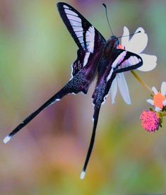 a close up of a butterfly on a flower