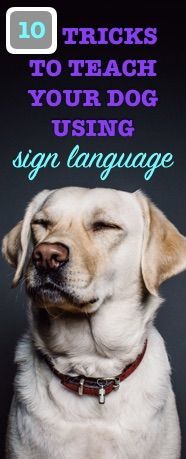 a dog with its eyes closed and the words 10 tricks to teach your dog using sign language