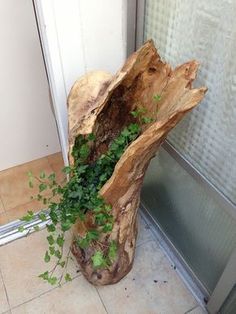 a plant growing out of a tree stump on the ground next to a glass door