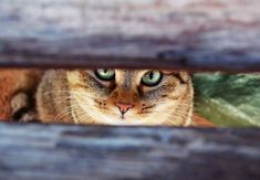 a cat looking out from behind a wooden fence, with green eyes and whiskers