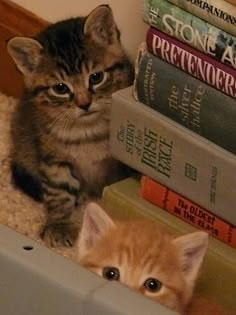 two kittens sitting on the floor in front of some books and one is looking at the camera