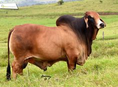 a large brown cow standing on top of a lush green field