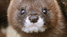 an animal that is looking at the camera with big blue eyes and brown fur on it's face