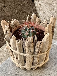 a potted plant sitting on top of a cement slab