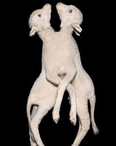 two white dogs playing with each other on a black background in front of the camera