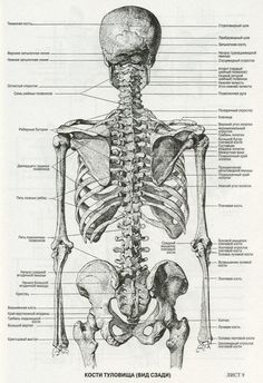 an image of the human skeleton and its major skeletal systems, including the upper limb