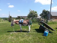 a donkey tied up to a trailer in the grass