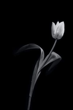 a black and white photo of a single tulip