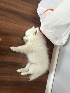 a small white dog laying on top of a wooden floor next to a plastic bag