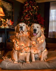 two golden retriever dogs sitting on top of a bed with christmas lights around them