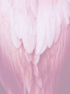 the back end of a pink flamingo's head with white wings on it