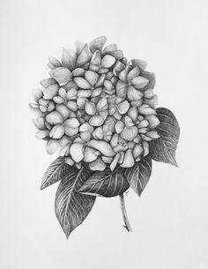 Hydrangea Sketch Tattoo, Hydrangea Sketch, Hydrangea Tattoos, Hydrangea Tattoo, Hydrangea Wallpaper, Bouquet Tattoo, Geniale Tattoos, Illustration Botanique, Flower Sketches