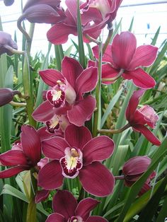 red orchids are blooming in the garden with long green stems and purple flowers