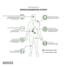 CBD oil is a very unusual supplement, in that it has a vast array of mechanisms through which it works in the body. In fact, a whopping 65 molecular targets have been discovered for CBD alone, and they just seem to keep on coming. While all of these play vital roles in the effects CBD has (explaining in a nutshell how CBD can affect so many different things), it’s perhaps the interaction with the endocannabinoid system that has the most over-arching impact. Bluntman And Chronic, Cbd Oil Benefits Facts, Endocannabinoid System, Chronic Obstructive Pulmonary Disease, Fetal Development, Pulmonary Disease, Sanskrit Words, Cell Wall, Central Nervous System