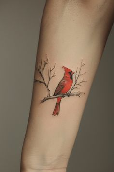 a red bird sitting on top of a tree branch