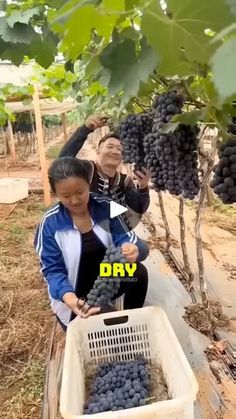 two people picking grapes from a vine