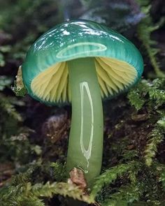 a green and yellow mushroom sitting on top of moss