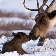 an adult elk and its baby are in the snow with their noses to each other