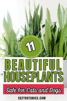 the words beautiful houseplants safe for cats and dogs