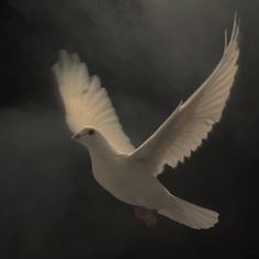 a white bird flying through the air with it's wings spread wide open in front of dark clouds