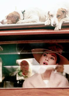 two dogs laying on top of a car with a woman in the back seat looking out