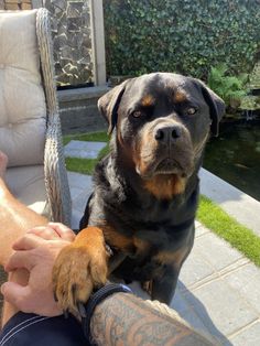 a dog sitting on top of a person's arm next to a pool and grass area