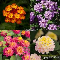 four different types of flowers with the names in spanish and english on each flower head