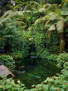 a pond surrounded by lush green plants and trees