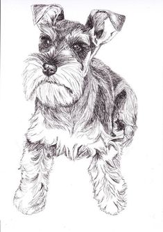 a black and white drawing of a schnauzer dog with his head turned to the side