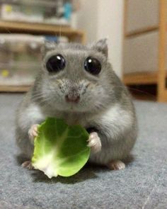 a small rodent is holding a leaf in its mouth and looking at the camera