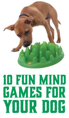 a brown dog standing on top of a green object with the words 10 fun mind games for your dog