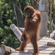 an oranguel standing on a wooden bridge