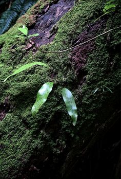 green moss growing on the side of a tree trunk with leaves laying on top of it