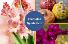 Collage of gladiolus flowers. Flowers Gladiolus, Summer Flowers, Table Decorations