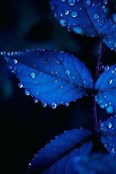 blue leaves with drops of water on them