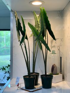 two potted plants sitting on top of a counter