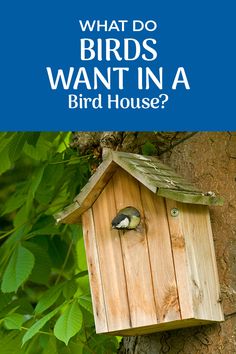 a bird house hanging on the side of a tree with text that reads, what do birds want in a bird house?